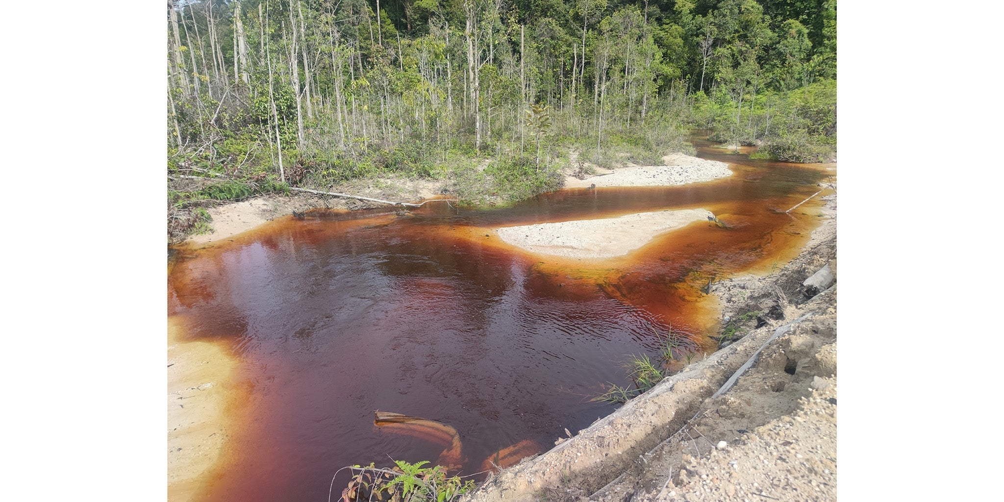 The Ultimate Guide to Tannins in Drinking Water Cascadian Water