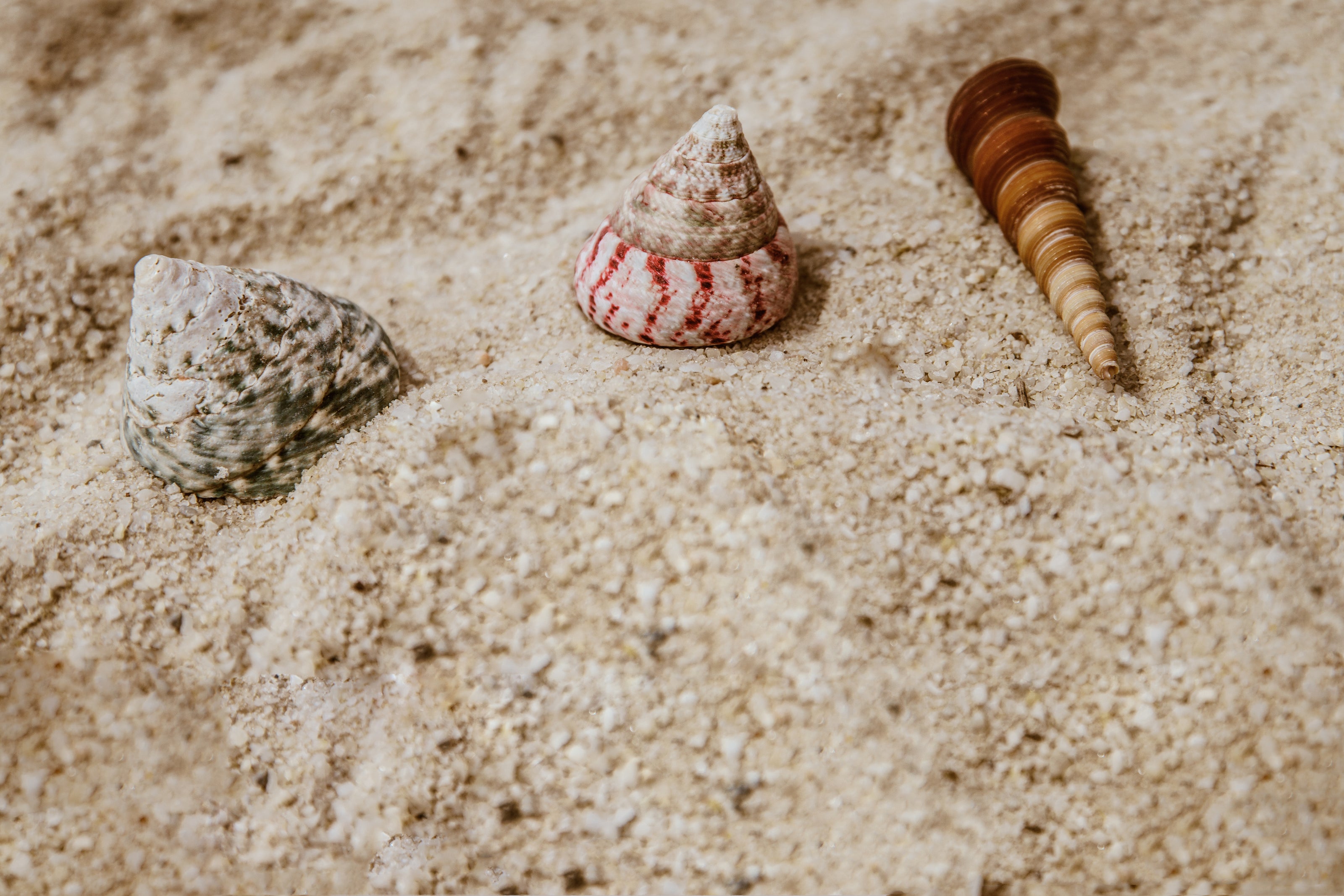 shells in sand on a beach